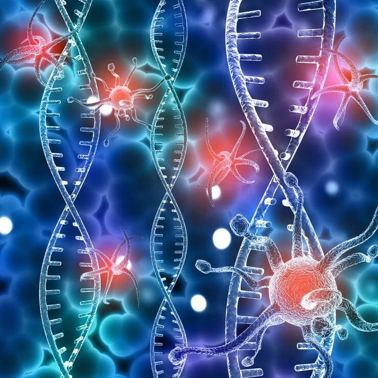 Stem cells for age-related joint wear