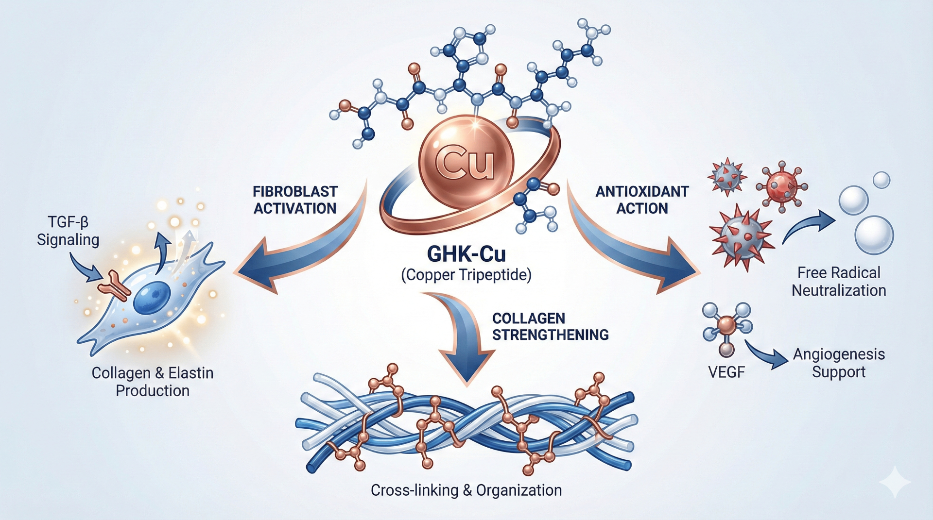 GHK-Cu copper tripeptide mechanism of action infographic showing TGF-β signaling, antioxidant action, collagen strengthening, and cross-linking organization